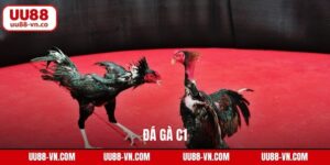 Đá Gà C1