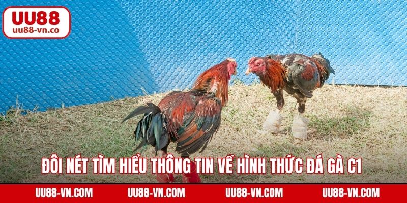 Đôi nét tìm hiểu thông tin về hình thức đá gà C1 