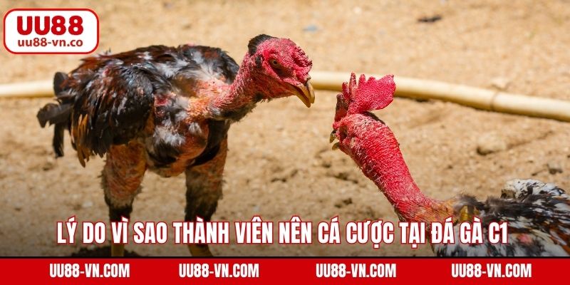 Lý do vì sao thành viên nên cá cược tại đá gà C1 