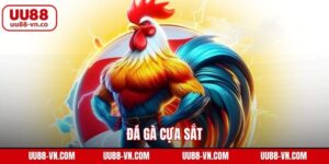 Đá Gà Cựa Sắt