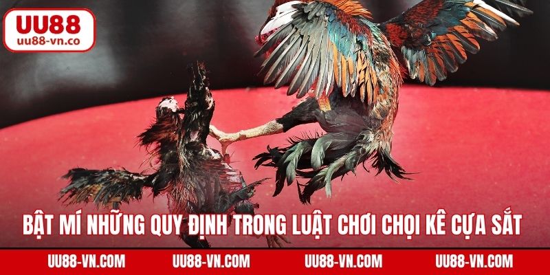 Bật mí những quy định trong luật chơi chọi kê cựa sắt tại UU88