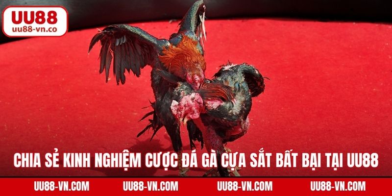 Chia sẻ kinh nghiệm cược đá gà cựa sắt bất bại tại UU88