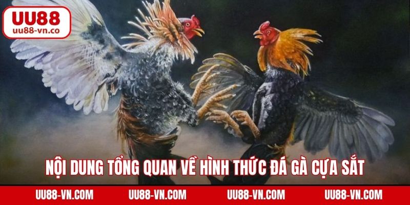Nội dung tổng quan về hình thức đá gà cựa sắt