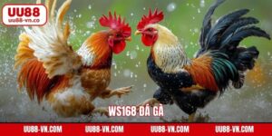 WS168 Đá Gà