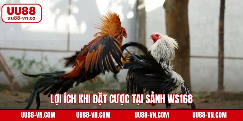 Lợi ích khi đặt cược tại sảnh WS168