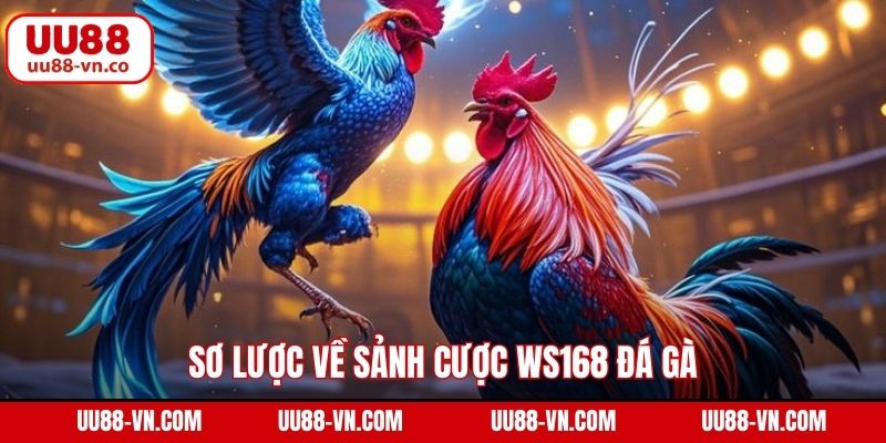 Sơ lược về sảnh cược WS168 đá gà