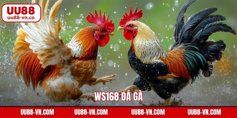 WS168 Đá Gà
